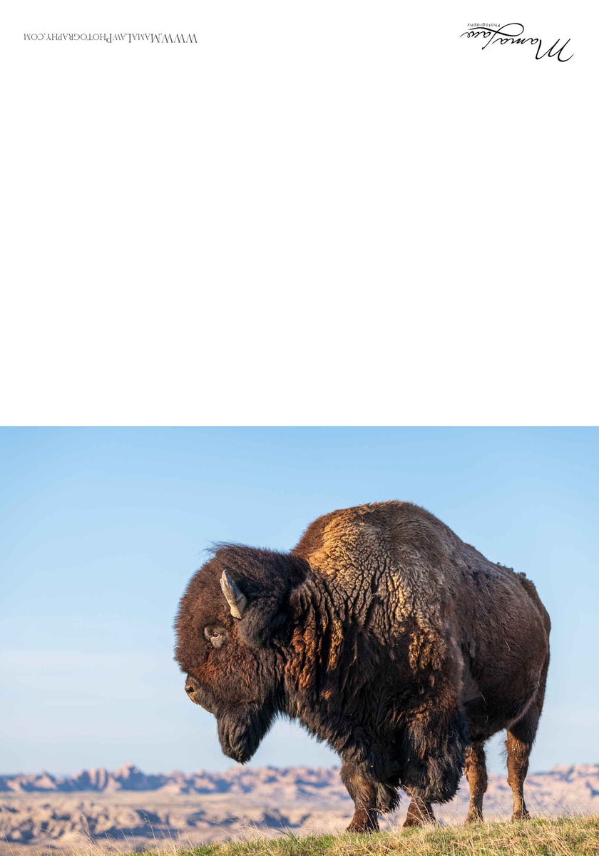 Sage Creek Buffalo Mama Law Photography Sage Creek Buffalo Mama Law Photography