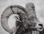 Bighorn Sheep