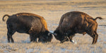 Buffalo Fight