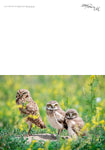 Three Amigos Burrowing Owls