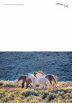 Wyoming Horses